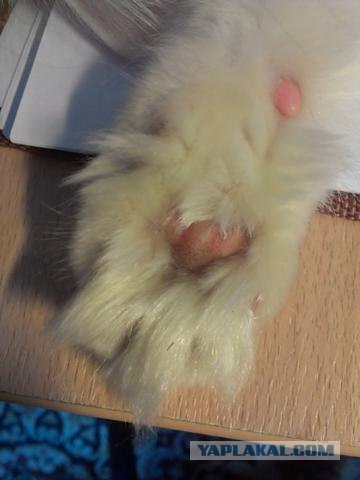 Котовторник  28.08.12