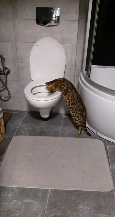 Правильно воспитанный кот