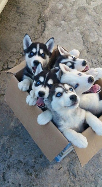 Чуток картинок не про вирус  18.0.  Животные