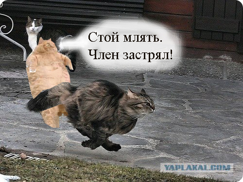 Быстрый кот