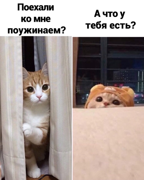 Немного картинок для настроения 02.11.20