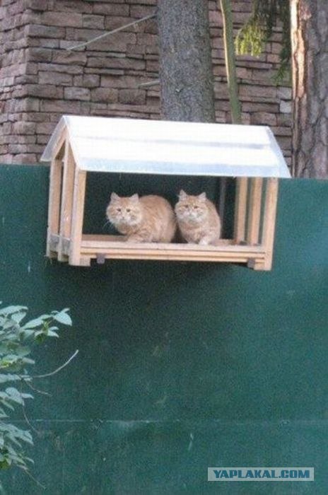 Фигасе воробушек!