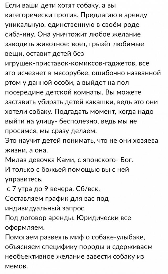 Начнем же наш собакочетверг с кавалерской малышни