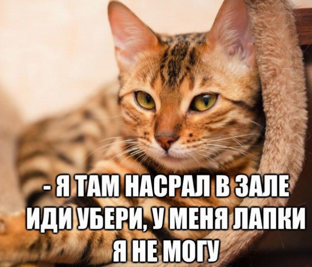 Псс..! Мемов надо?