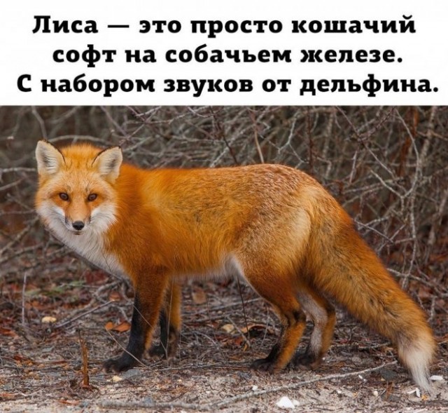 Так себе картинки 10.05.22