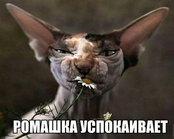 Отзыв законопроекта