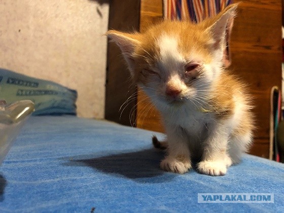 К котовторнику. Два коротких видео, с разницей в полгода.