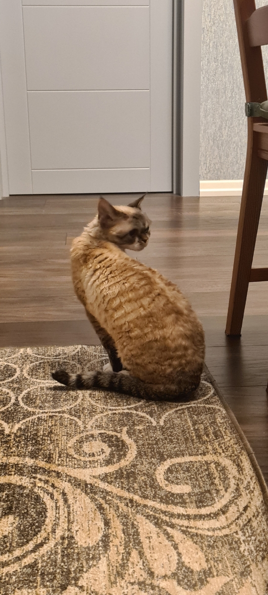 Котовторник 05/11/2024