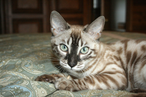 О бенгальских котах на наглядном примере