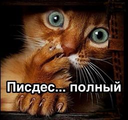 Девушка встретила котенка на Мальдивах и забрала малыша с собой в Москву
