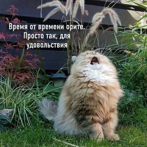 Так всякие картинки