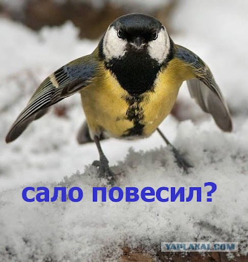 Кому сало?