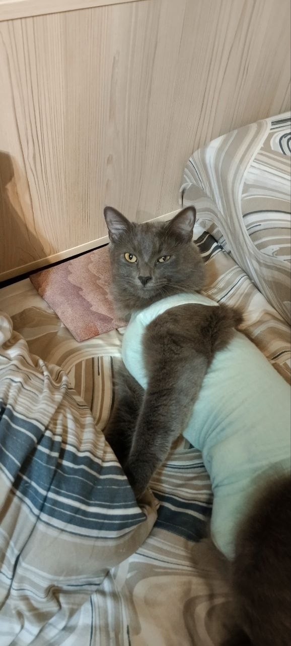Очередной котовторник