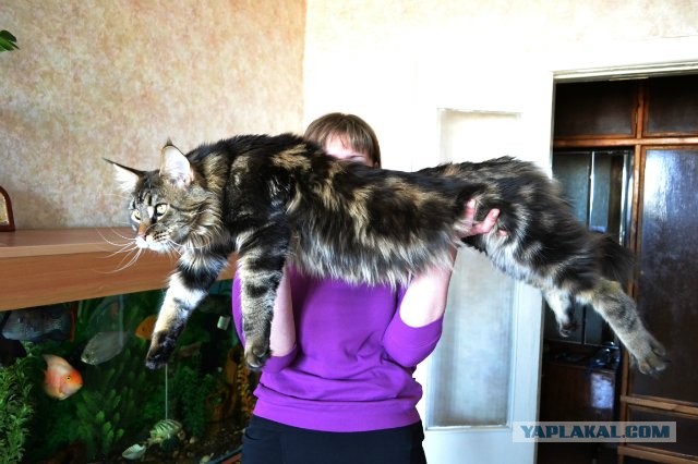 Мои мейн куны