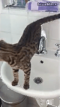 Кот хотел просто попить водички