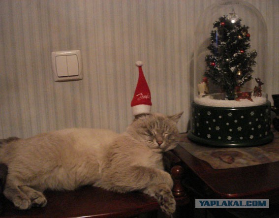 Котовторник   31.12.  2013