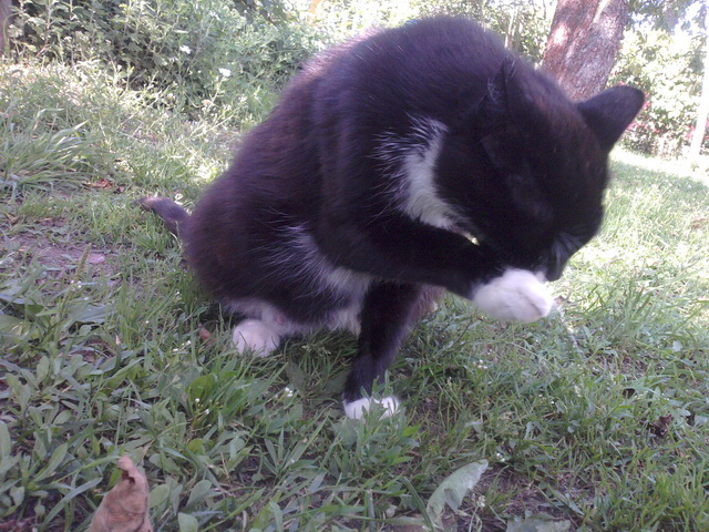 Котовторник 25.02.2014