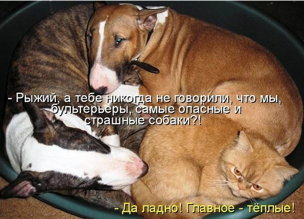 Демотиваторы.