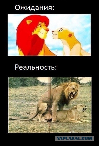 Ожидания VS Реальность