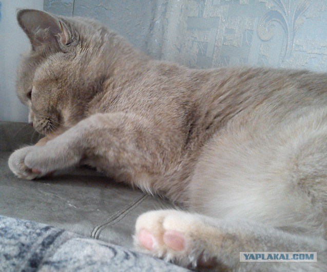 Котовторник   15.04.2014