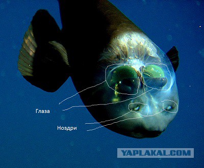 Необыкновенные морские обитатели