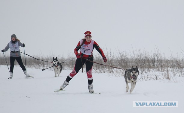 Собачьи упряжки на Куликовом поле