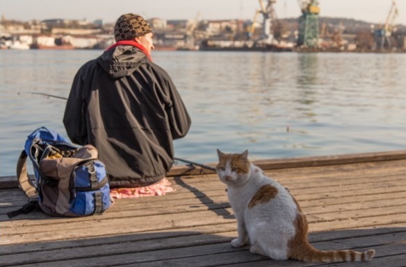 Уличные севастопольские коты