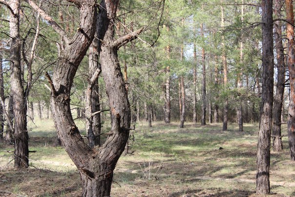 Перемирие кончилось, едва начавшись. Часть 9