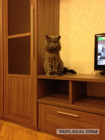 Котовторник   02.06.2015