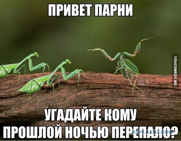 Картинки из сети