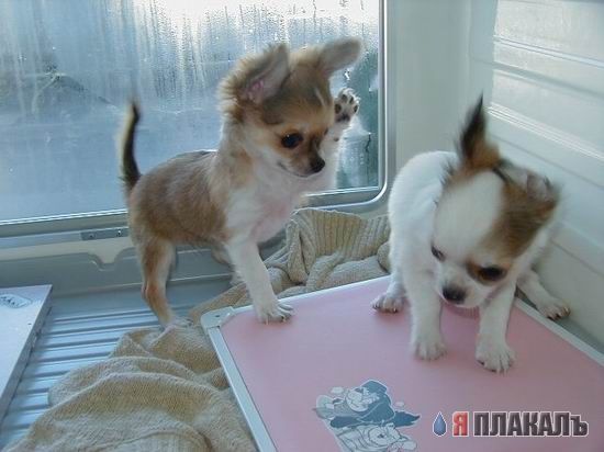 СОБАКИ и ЩЕНКИ. Все про собак!