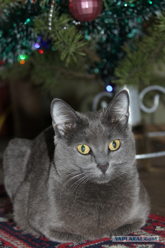 Котовторник
