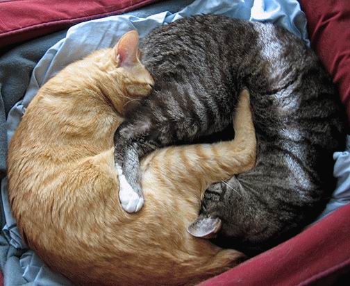Коты, кошки, котята