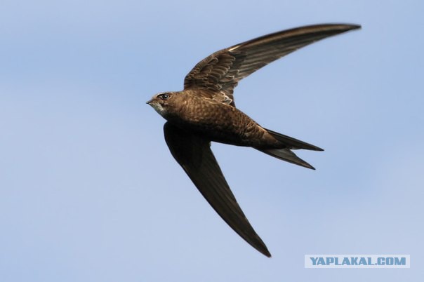 Каких птиц вы видите в городе?