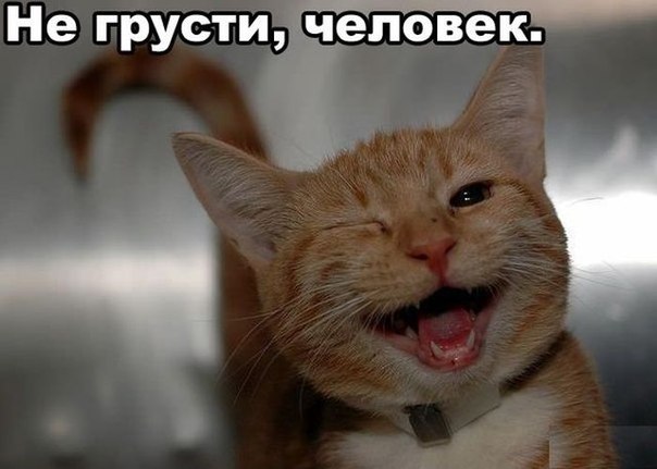 Мохнатые беспредельщики