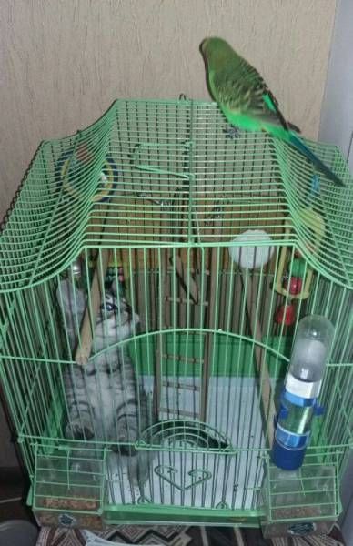 Коты из сети