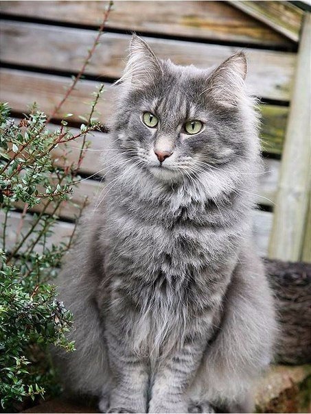 Коты из сети