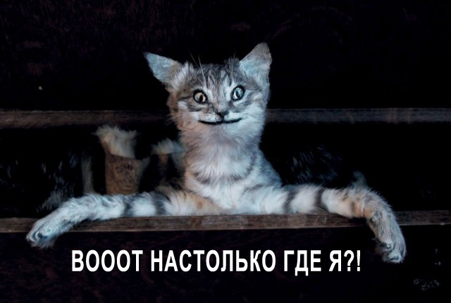 Упоротые коты.