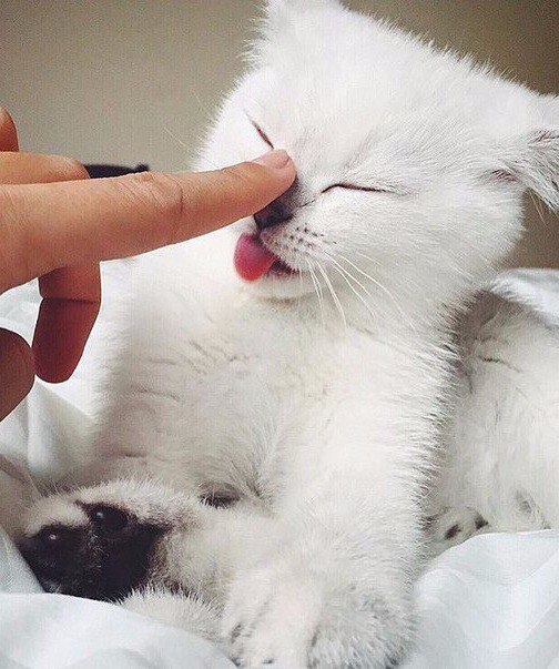 Коты из сети