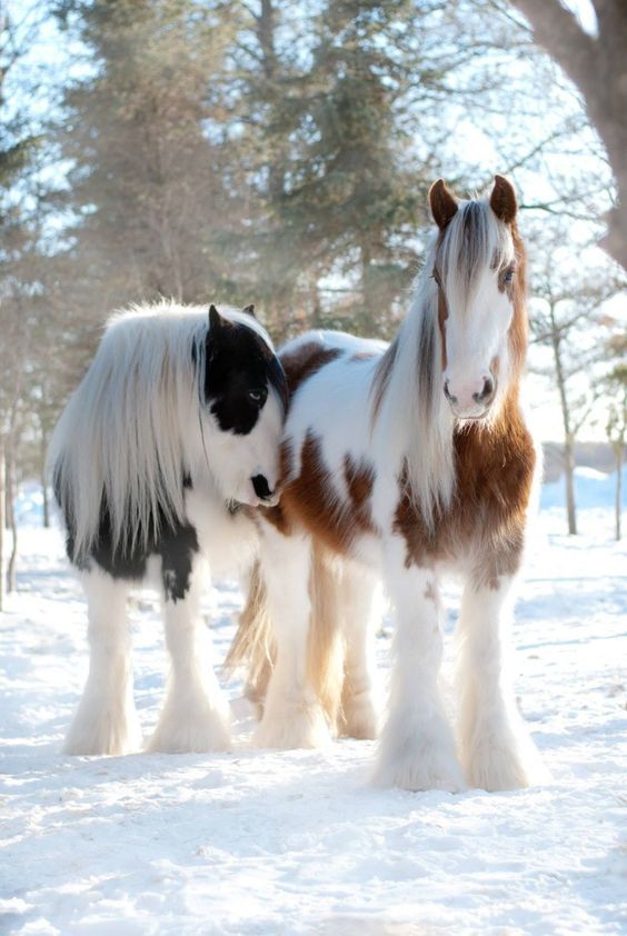 Самые смешные животные