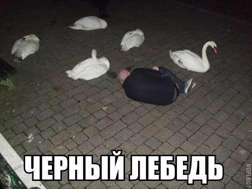 Подборка безудержного веселья