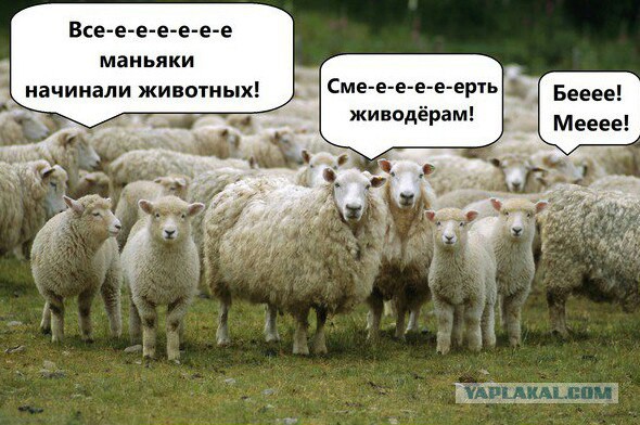 Онищенко предлагает усыплять бездомных собак, которых не забирают из приютов