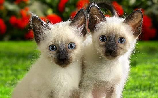 Коты и Кошки