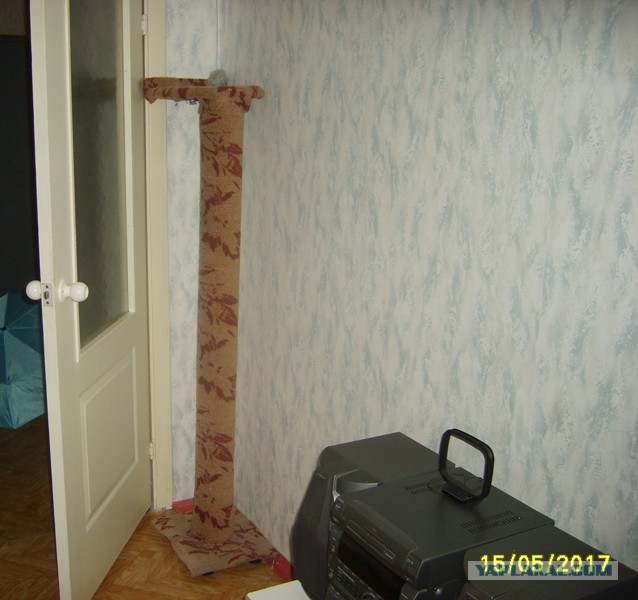 Что делать с котом