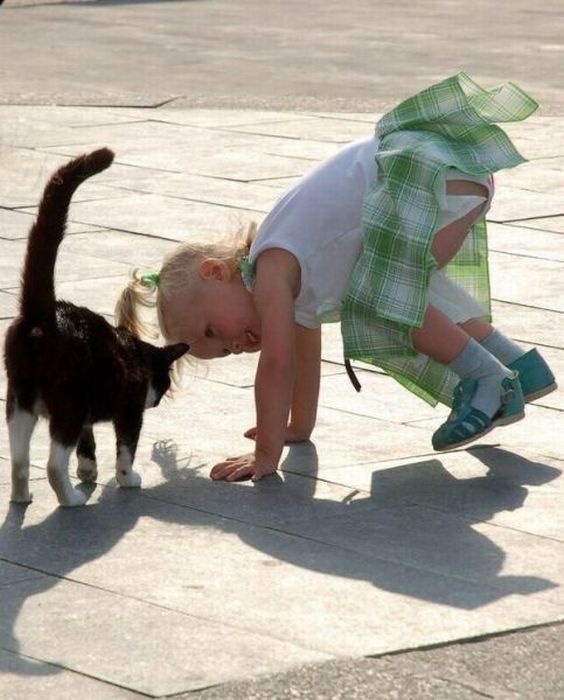Коты и Кошки