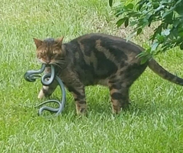 Коты и Кошки