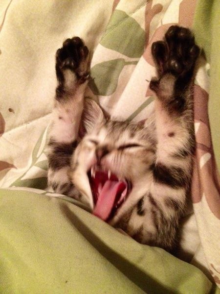 Коты и Кошки