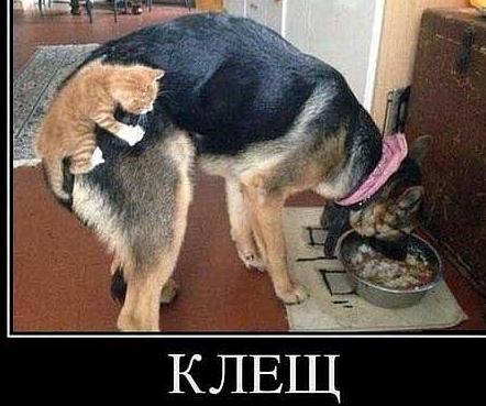Необычный котик из Калининграда