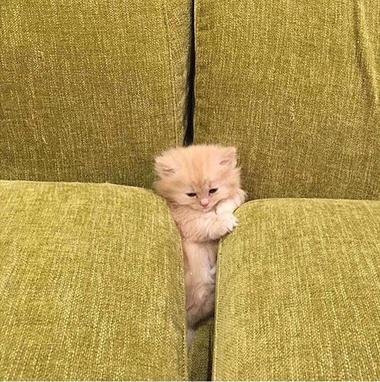 Коты и Кошки
