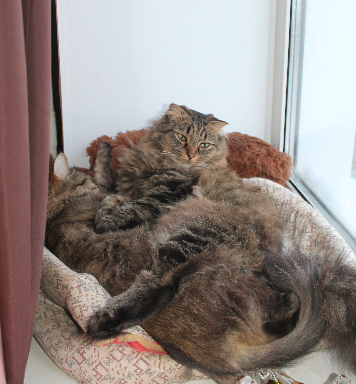 Котовторник 9.01.2018